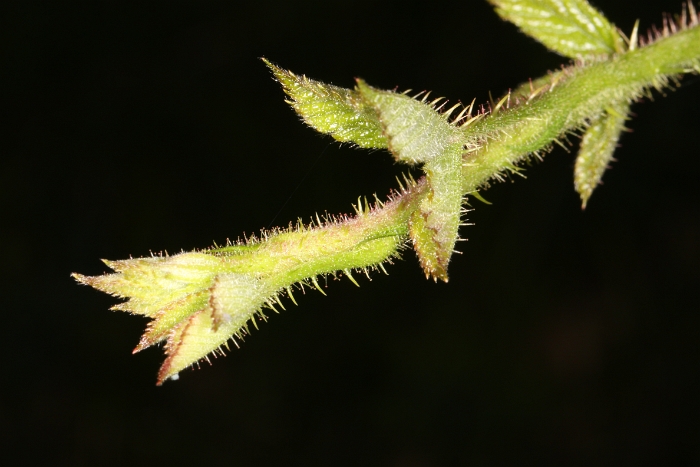 Macro chalet aout 2011 - 025